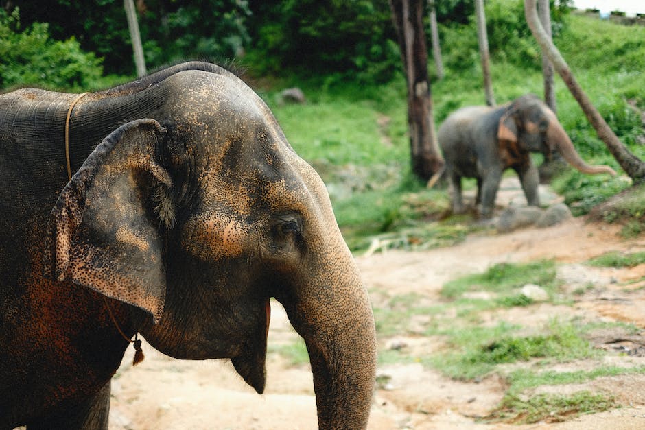 Elefanten ernähren sich vor allem von Gras, Blättern und Baumrinde.