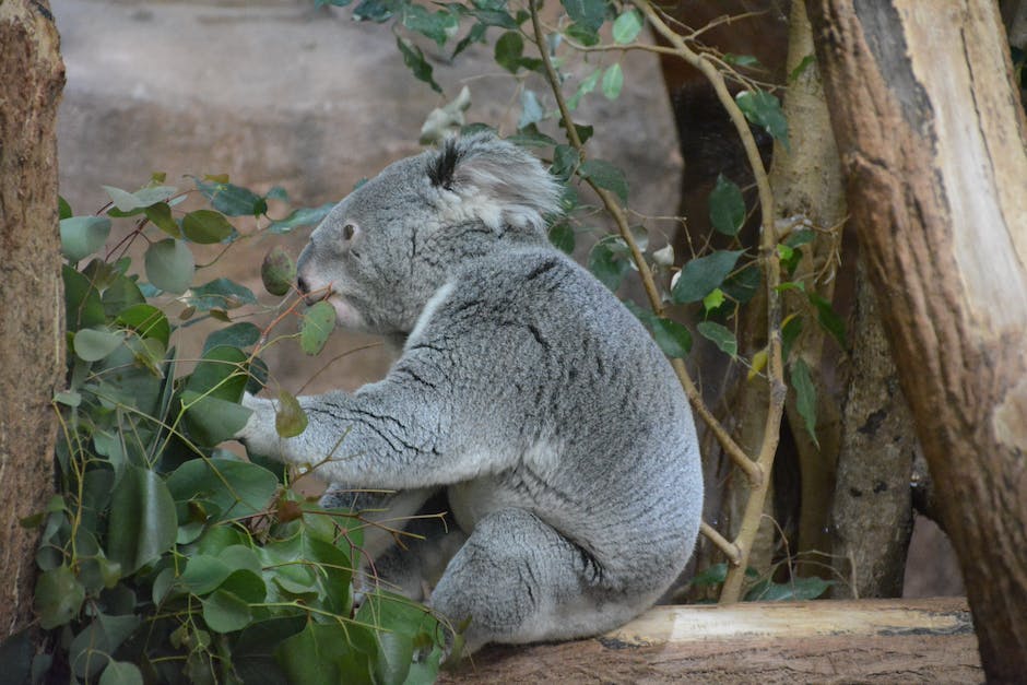  Ernährung von Koalas hauptsächlich aus Blättern