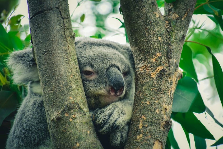 Ernährung von Koalas hauptsächlich von Blättern und Rinde