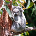 Koalas Ernährung hauptsächlich Eukalyptusblätter