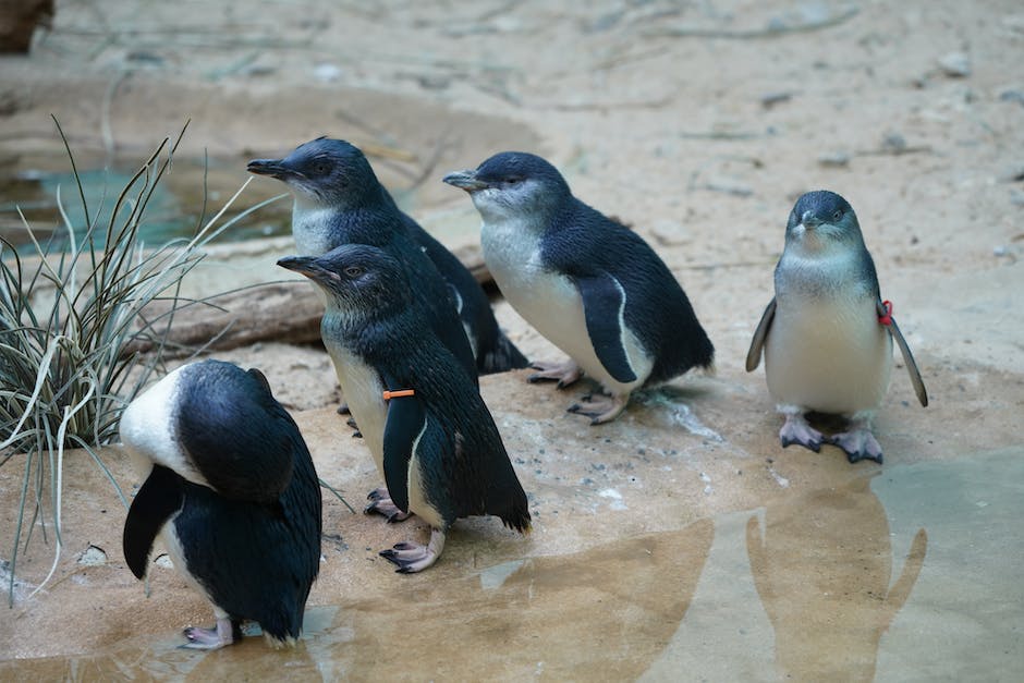  Ernähren sich Pinguine von Fisch und Krill.