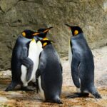 Pinguine ernähren sich von Fisch und Krill