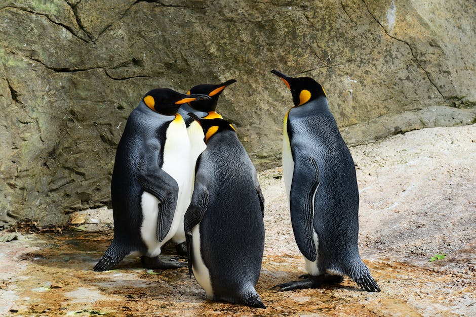 Pinguine ernähren sich von Fisch und Krill