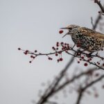 Vögel im Winter ernähren sich von Futterquellen wie Samen, Beeren und Insekten.